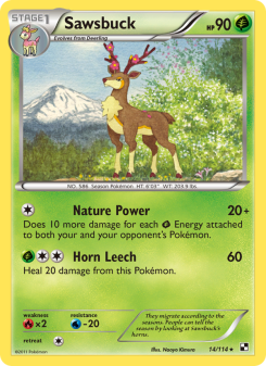 Sawsbuck BLW 14